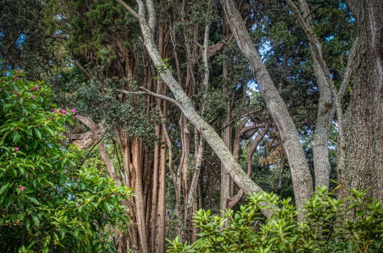 ホテル Crater Rim Cabin ボルケーノ エクステリア 写真